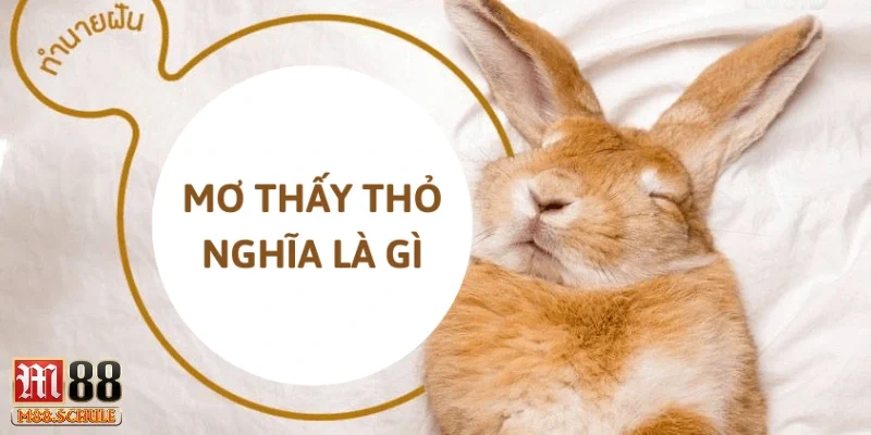 Con số may mắn liên quan đến giấc mơ thấy thỏ