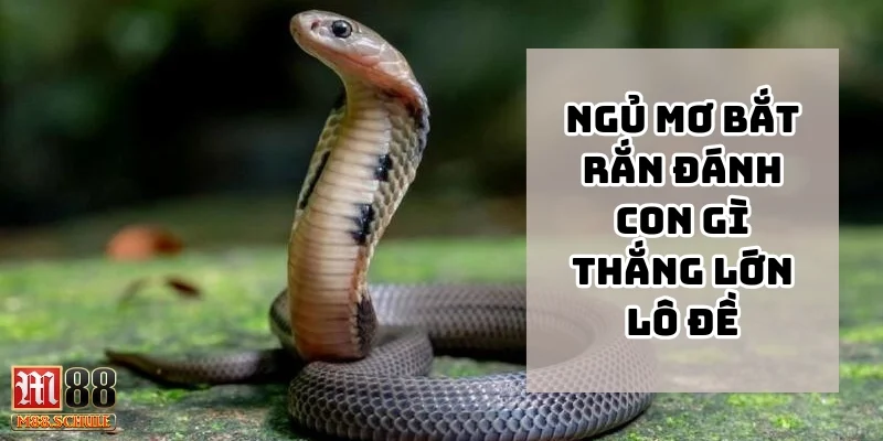 Hiểu rõ ngủ mơ bắt rắn đánh con gì thắng lớn lô đề