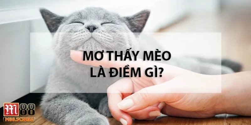 Mèo cào hoặc cắn trong mơ mang theo năng lượng xung đột