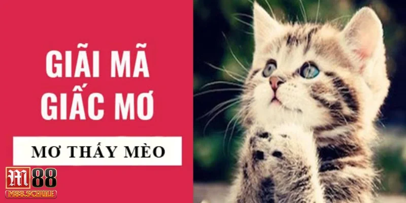 Mơ thấy mèo là điềm báo gì và nên hiểu như thế nào?