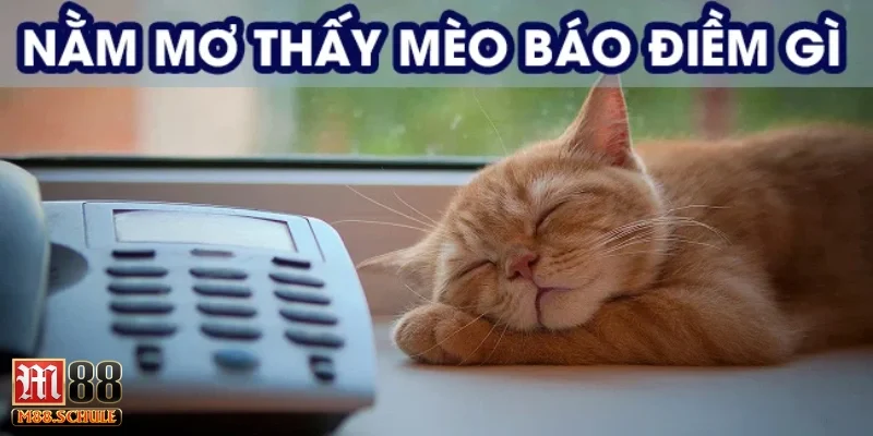 Mơ thấy mèo trắng và cảm giác thanh thản sau khi tỉnh dậy