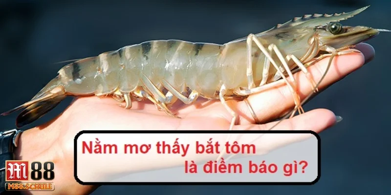 Những lí do khiến người chơi hay mơ thấy tôm