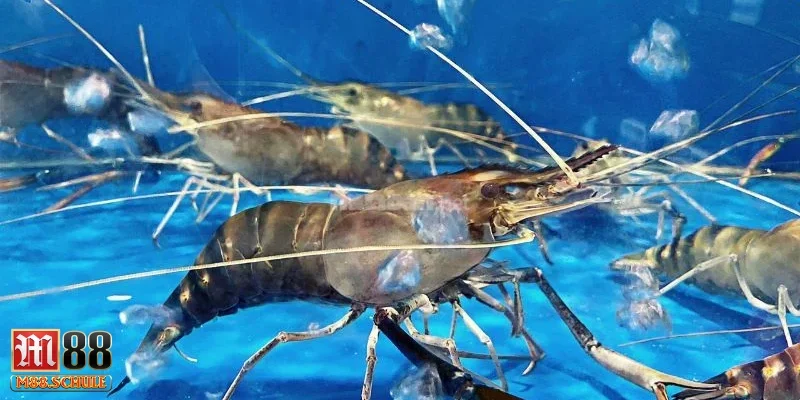 Những nguyên nhân khiến người chơi hay mơ thấy tôm
